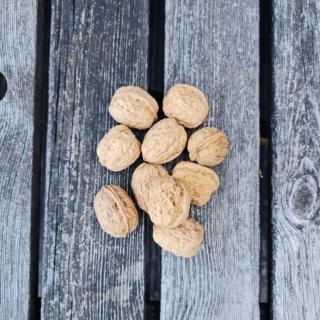 Nüsse Walnüsse