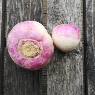 Navets Rübchen violett