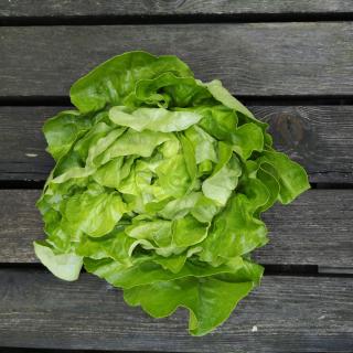 Eichblatt Salat grün