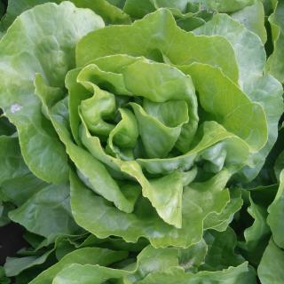 Kopfsalat