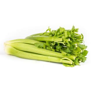 Sellerie Staudensellerie