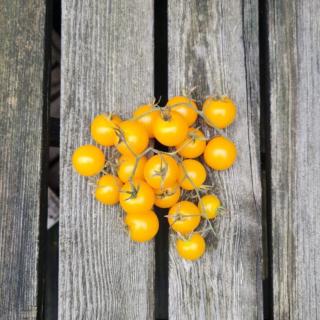 Cherrytomaten gelb
