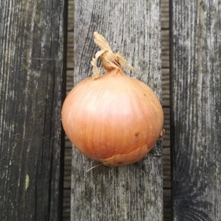 Zwiebel Gemüsezwiebel